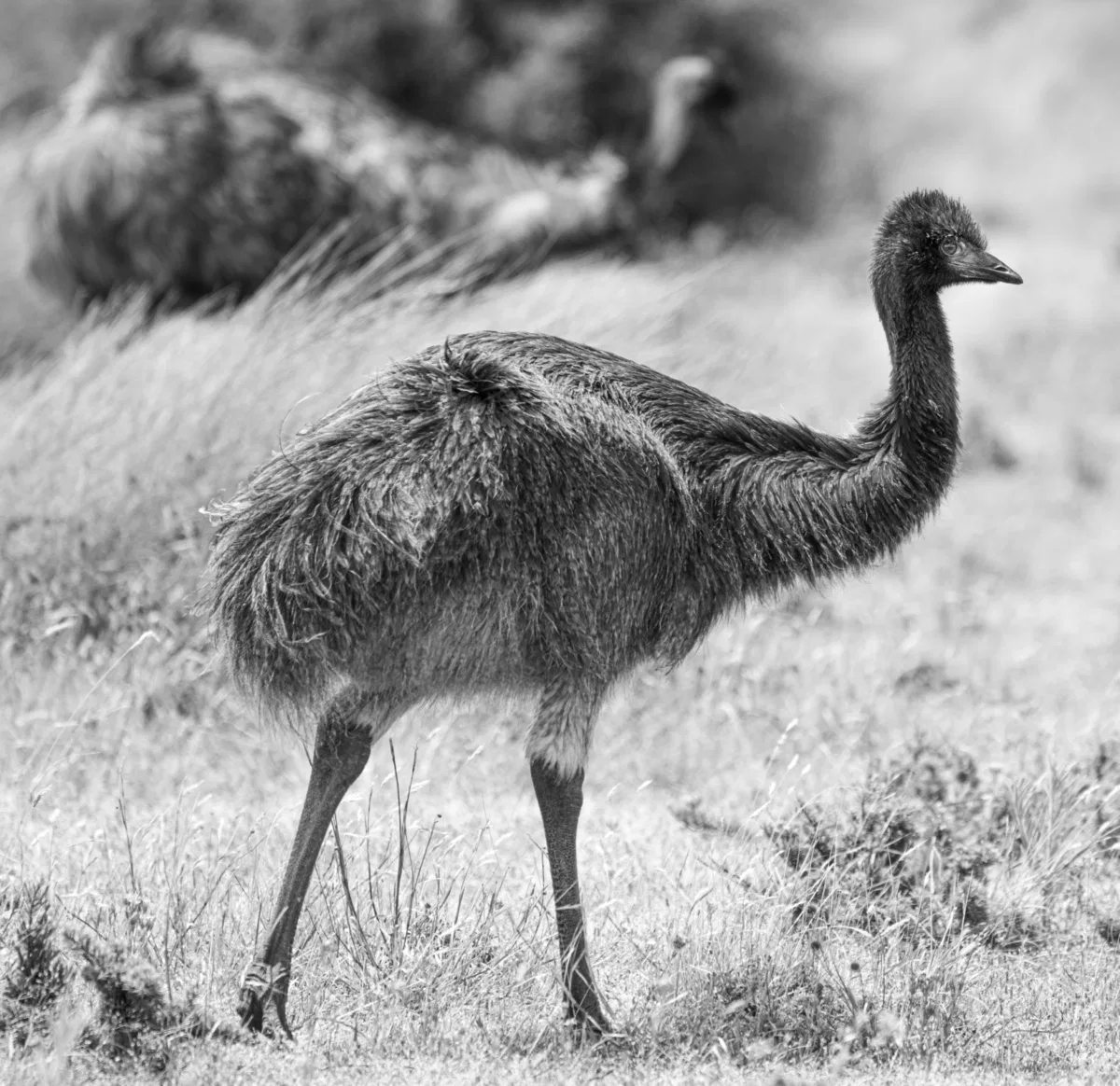 Birds photograph — Australia, Victoria