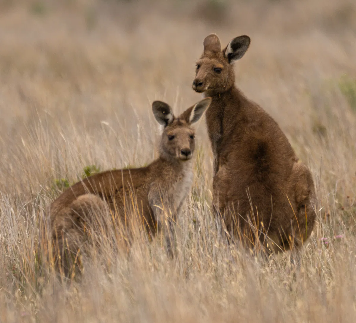 Mammals photograph — Australia, Victoria