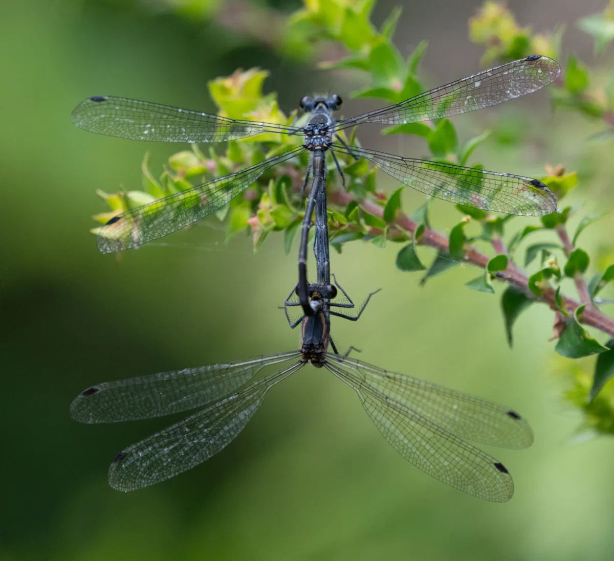 Macro photograph — Australia, Victoria