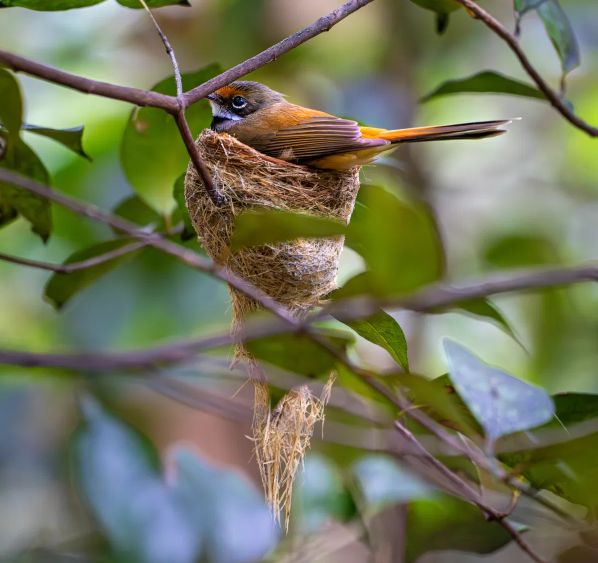 Birds photograph — Australia, Victoria