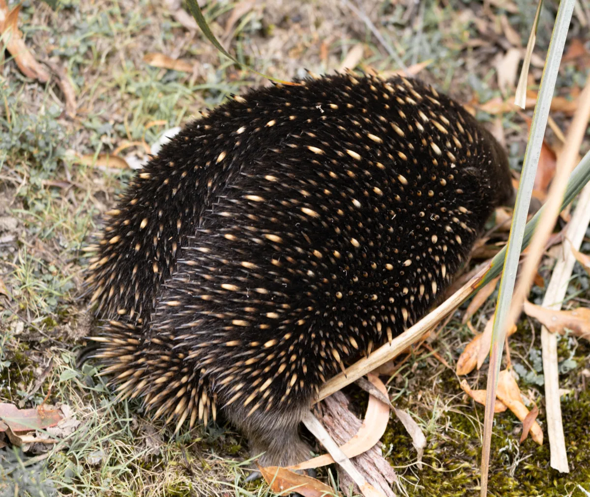 Mammals photograph — Australia, Victoria