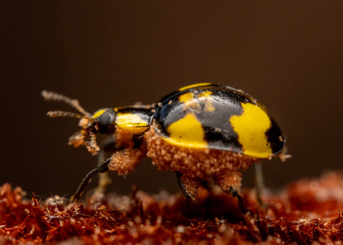 Macro photograph — Australia, Victoria