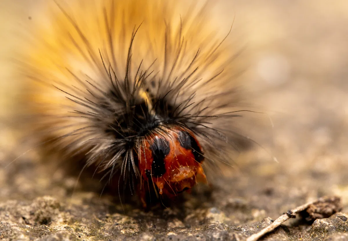 Macro photograph — Australia, Victoria