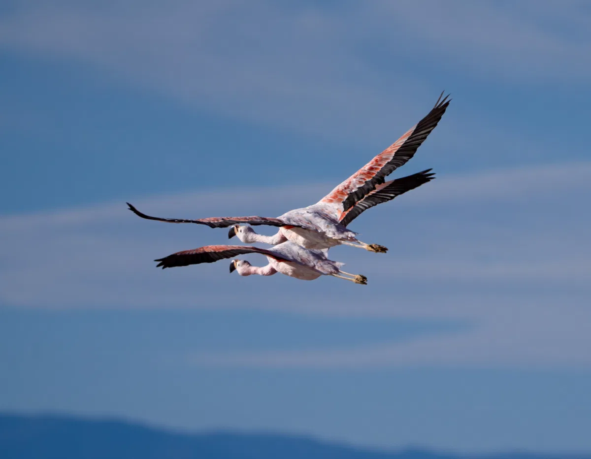 Birds photograph — Chile, Atacama