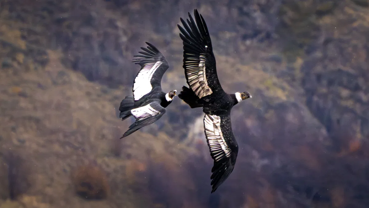 Birds photograph — Chile, Patagonia