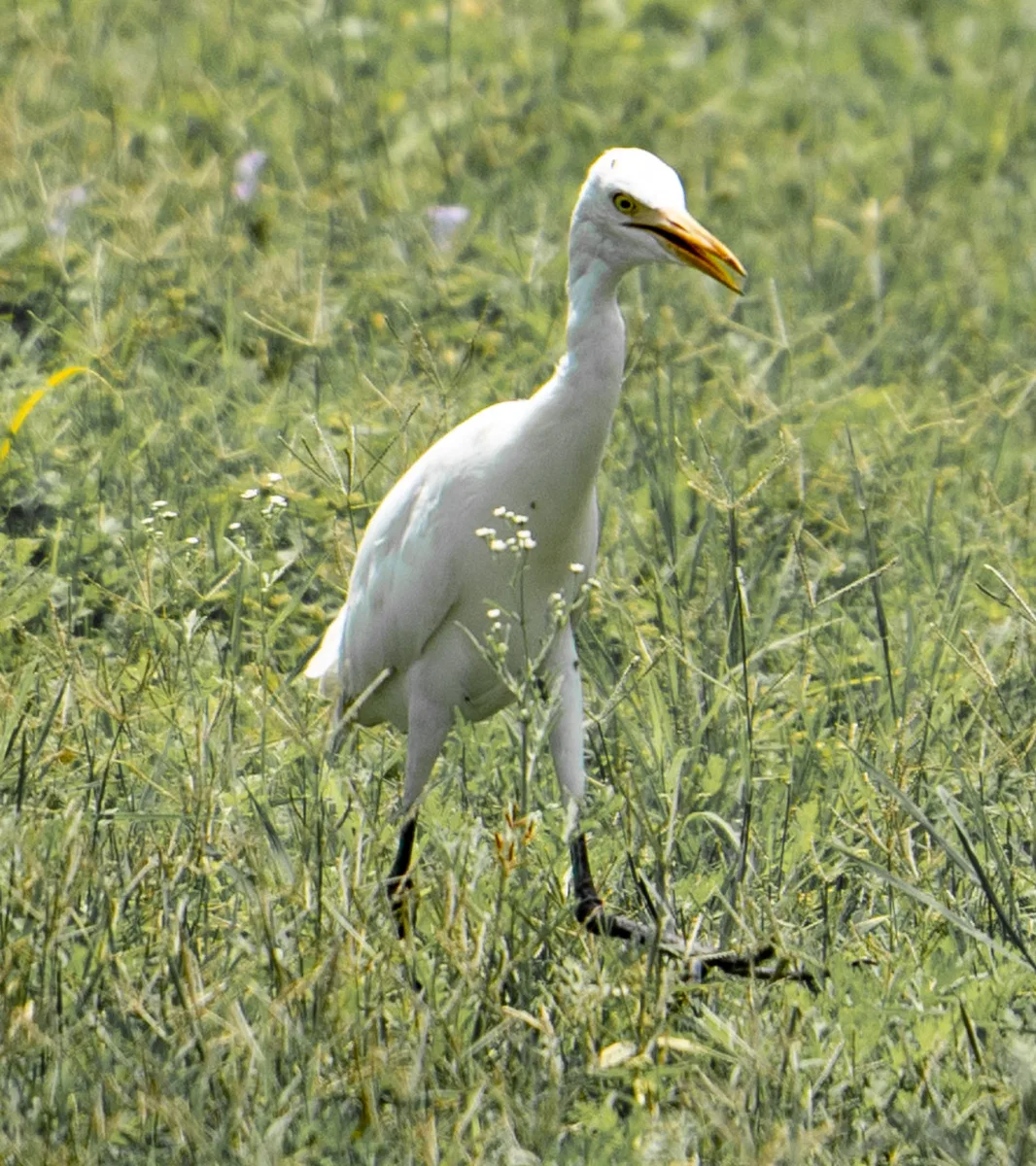 Birds photograph — India, Ranthambore