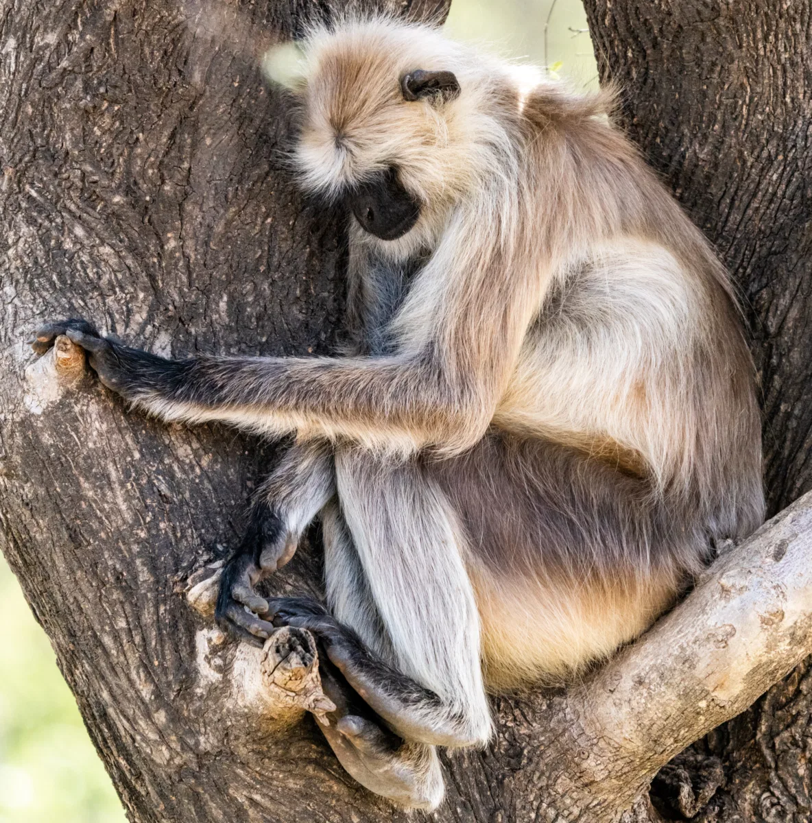 Mammals photograph — India, Ranthambore