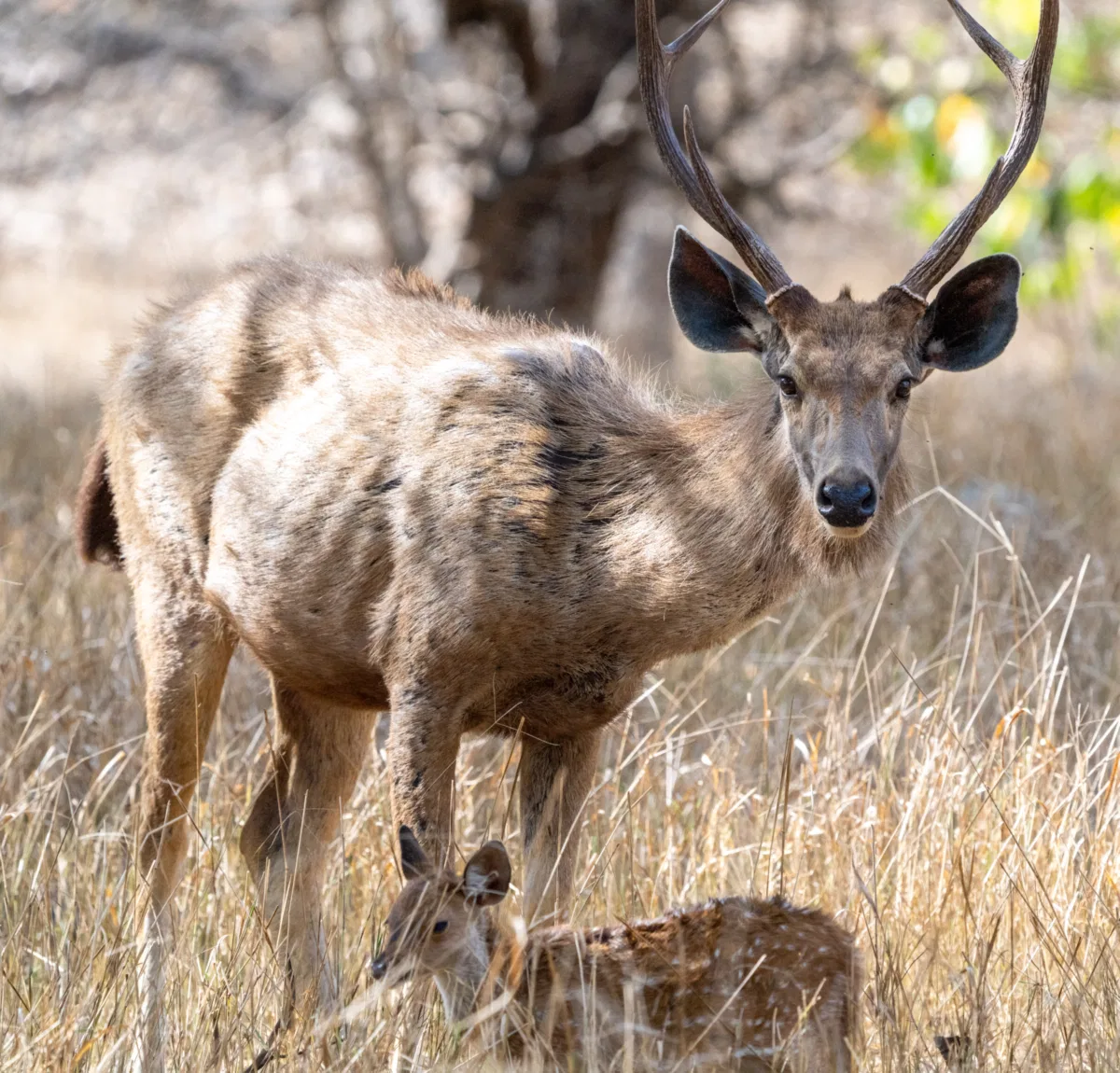 Mammals photograph — India, Ranthambore