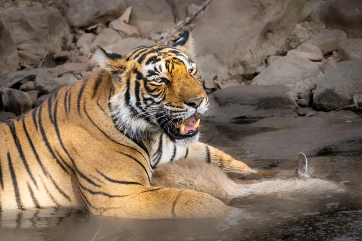 Mammals photograph — India, Ranthambore