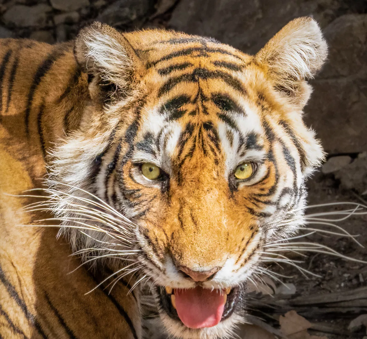 Mammals photograph — India, Ranthambore