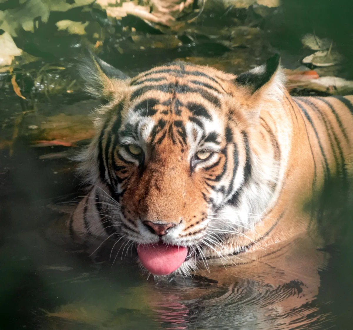 Mammals photograph — India, Ranthambore