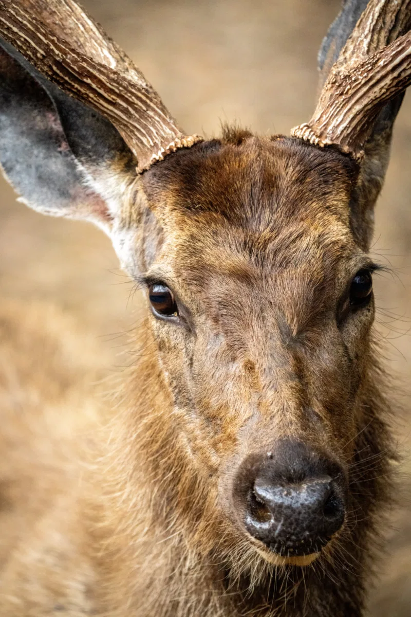 Mammals photograph — India, Ranthambore