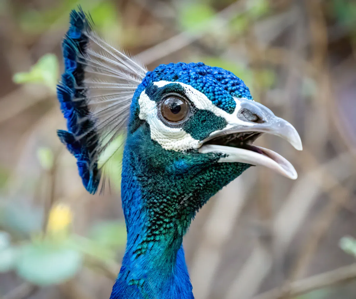 Birds photograph — India, Ranthambore