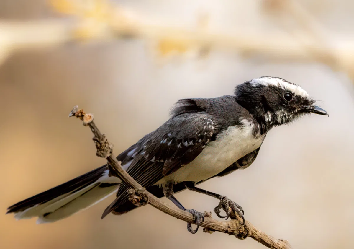 Birds photograph — India, Ranthambore