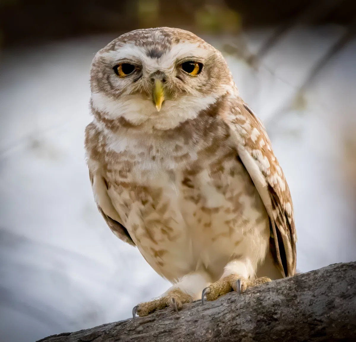 Birds photograph — India, Ranthambore