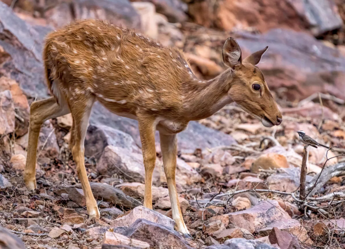 Mammals photograph — India, Ranthambore