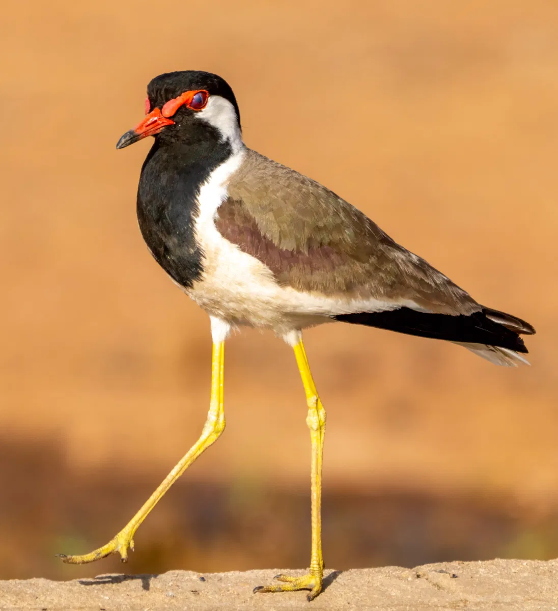 Birds photograph — India, Ranthambore