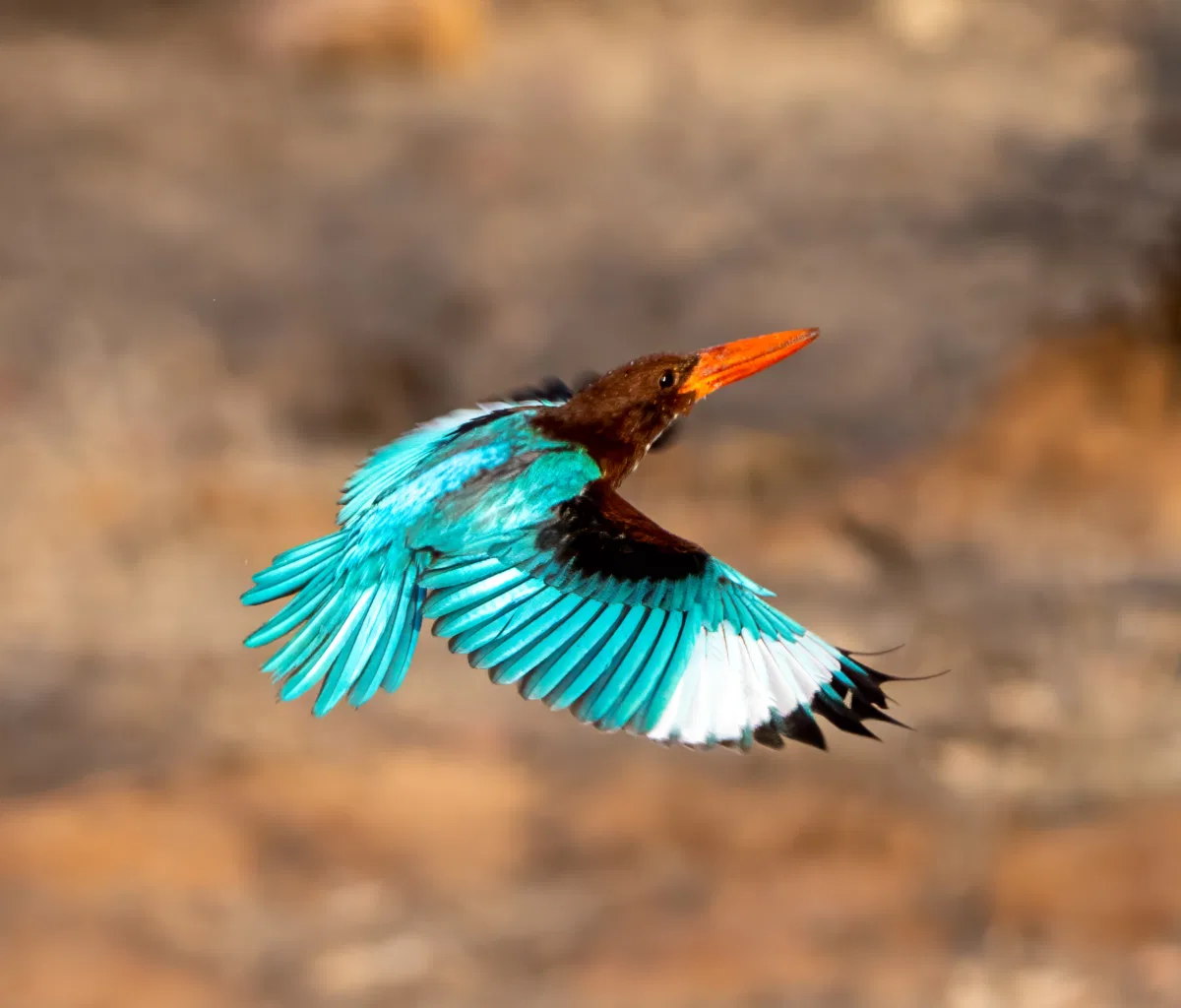 Birds photograph — India, Ranthambore