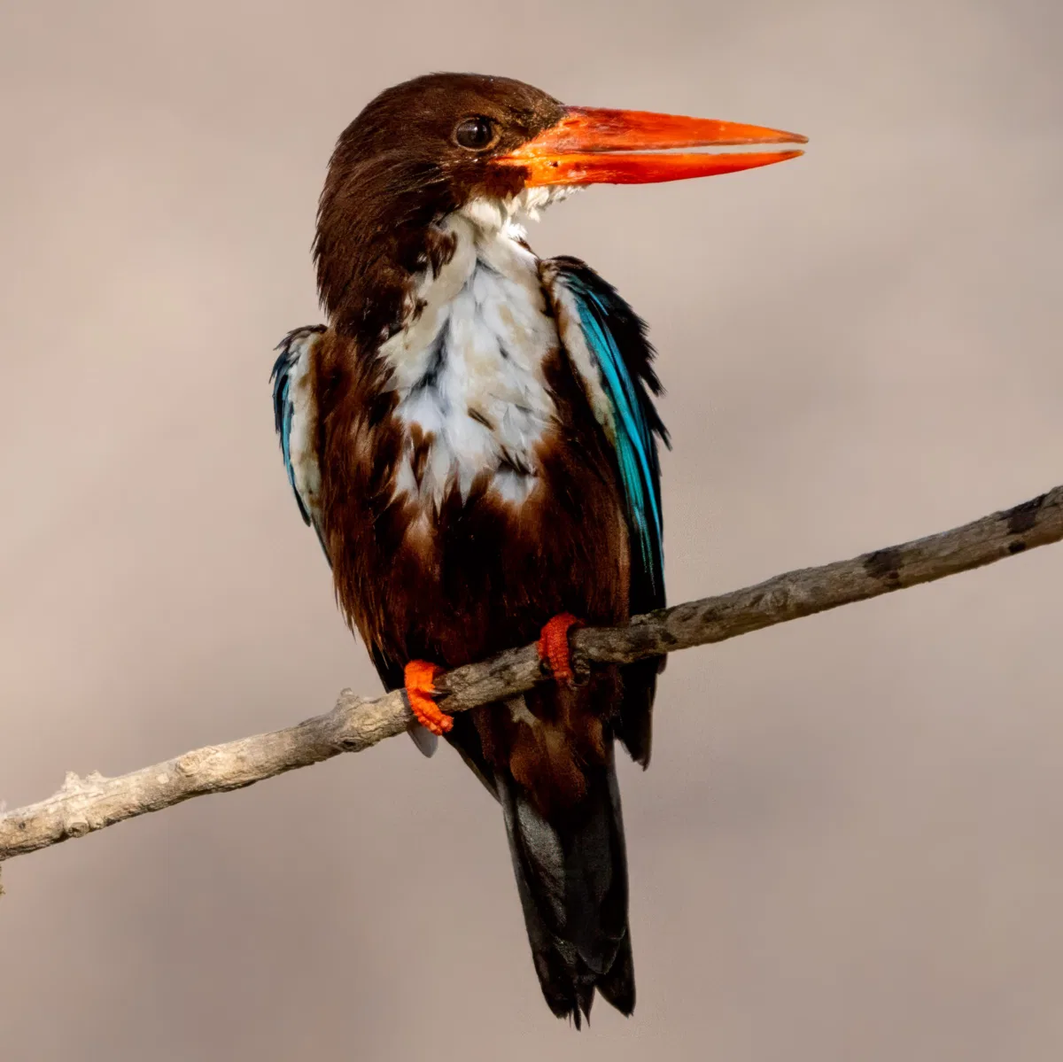 Birds photograph — India, Ranthambore