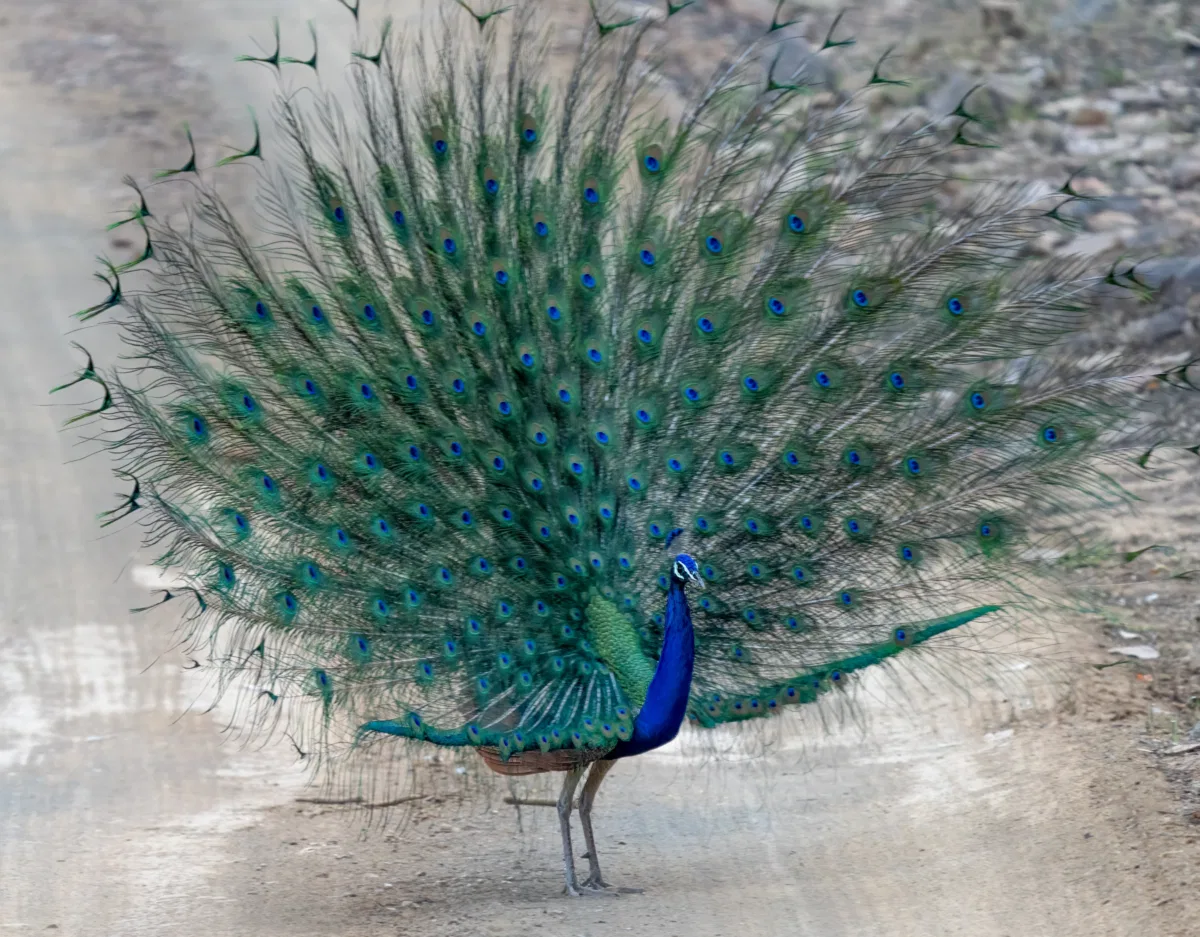 Birds photograph — India, Ranthambore