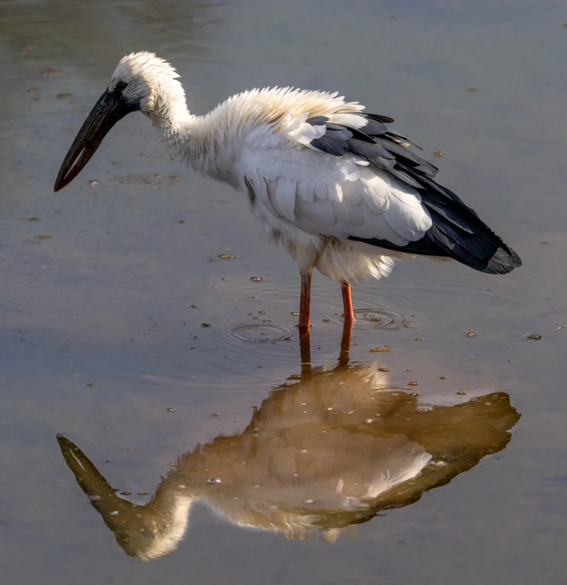 Birds photograph — India, Ranthambore