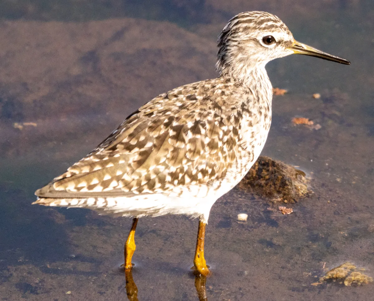 Birds photograph — India, Ranthambore