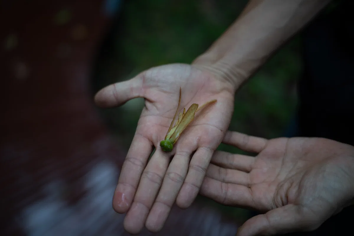 People & Culture photograph — Malaysia, Borneo
