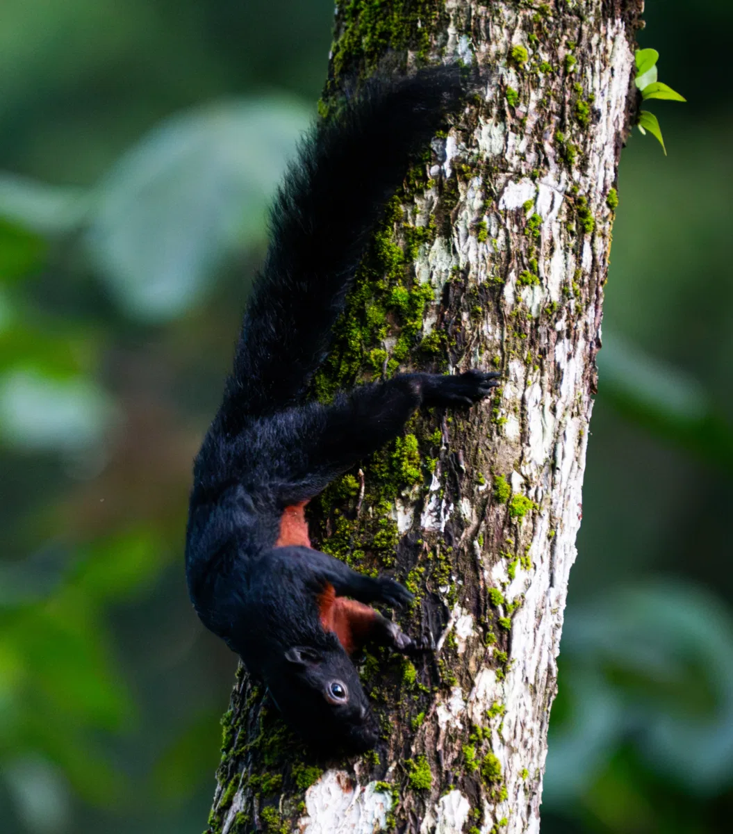 Mammals photograph — Malaysia, Borneo