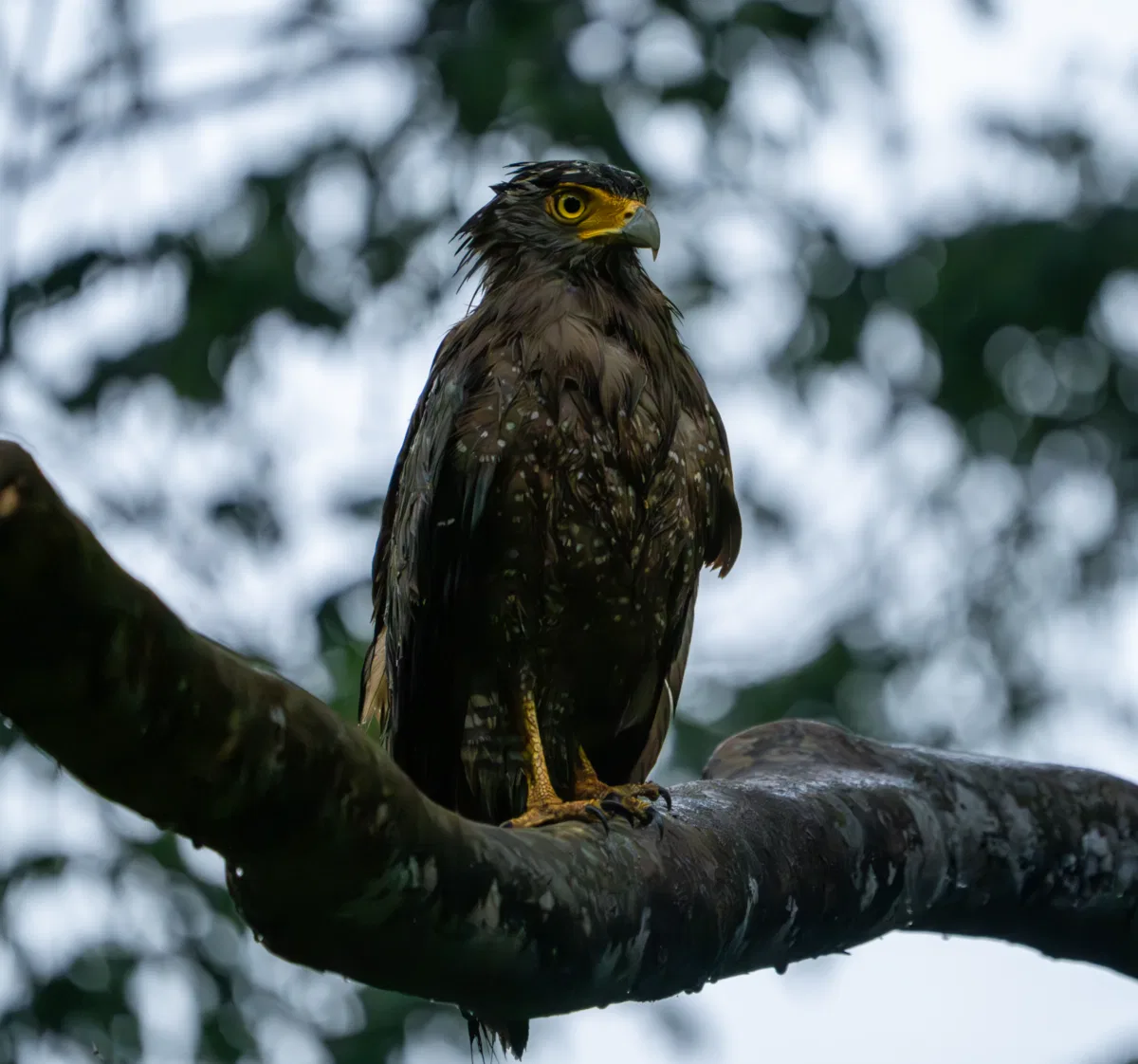 Birds photograph — Malaysia, Borneo