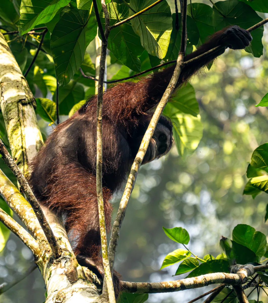Mammals photograph — Malaysia, Borneo