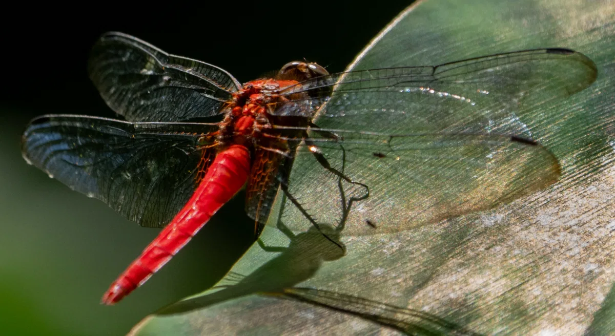 Insects & Spiders photograph — Malaysia, Borneo