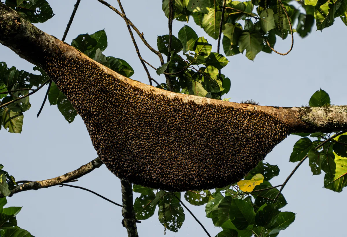 Insects & Spiders photograph — Malaysia, Borneo