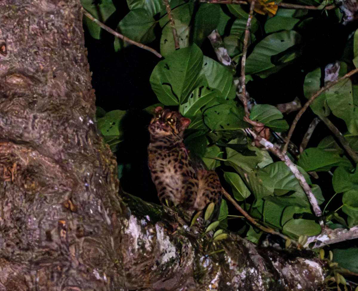 Mammals photograph — Malaysia, Borneo