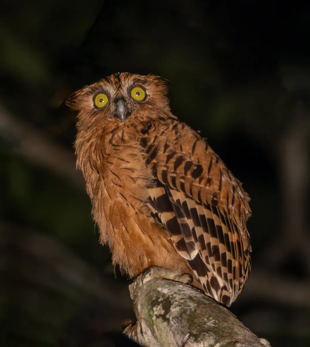 Birds photograph — Malaysia, Borneo