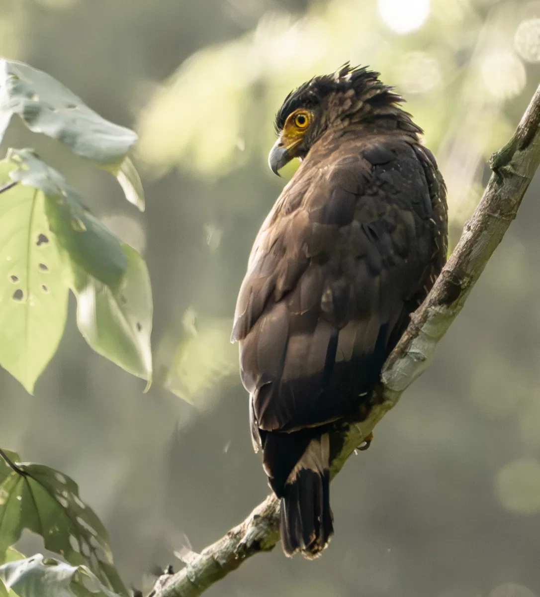 Birds photograph — Malaysia, Borneo