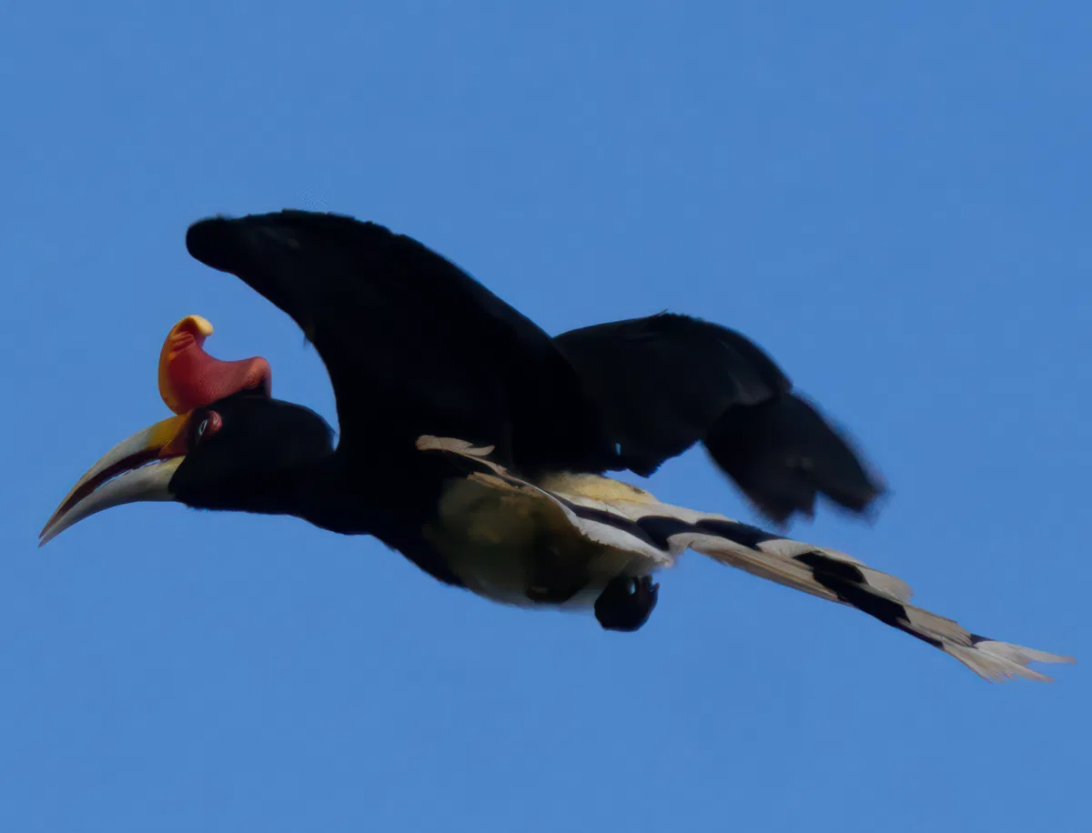 Birds photograph — Malaysia, Borneo