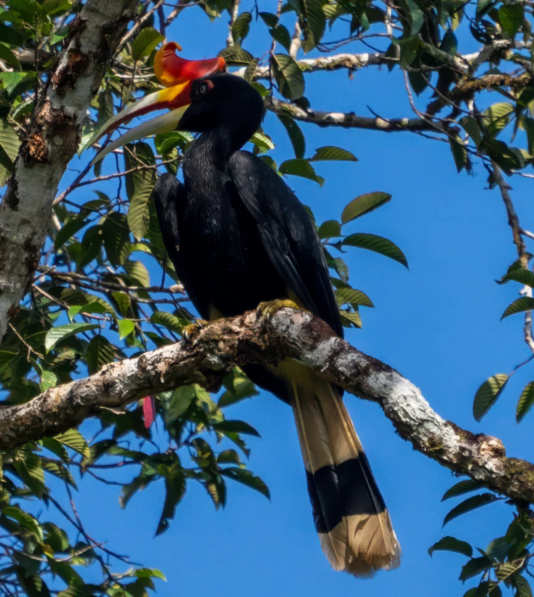 Birds photograph — Malaysia, Borneo