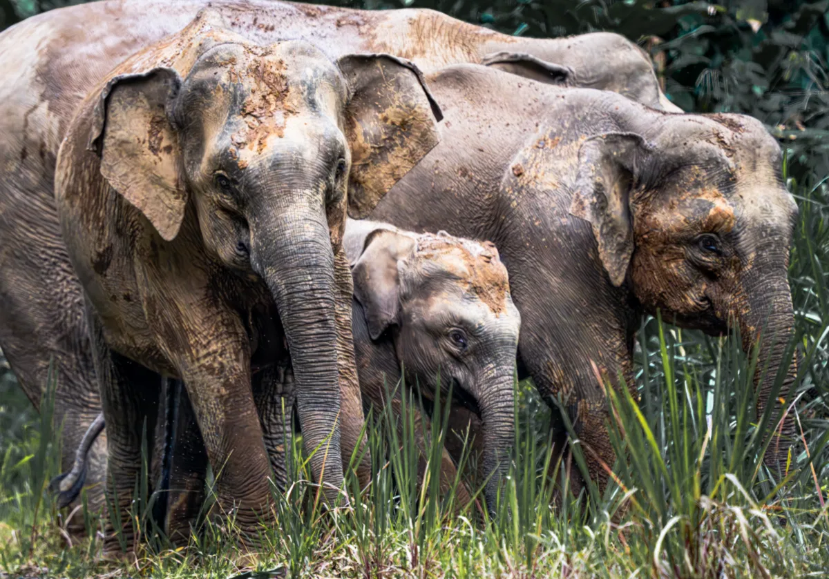 Mammals photograph — Malaysia, Borneo