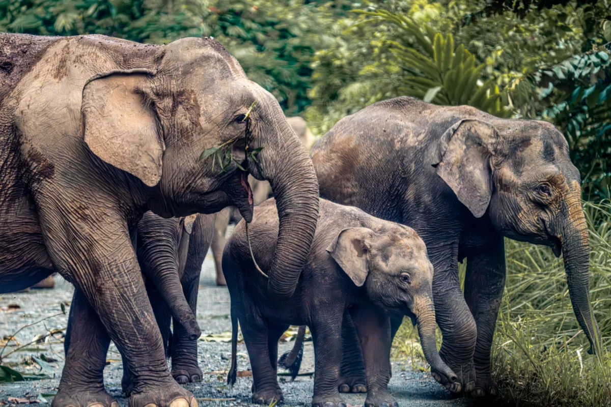 Mammals photograph — Malaysia, Borneo