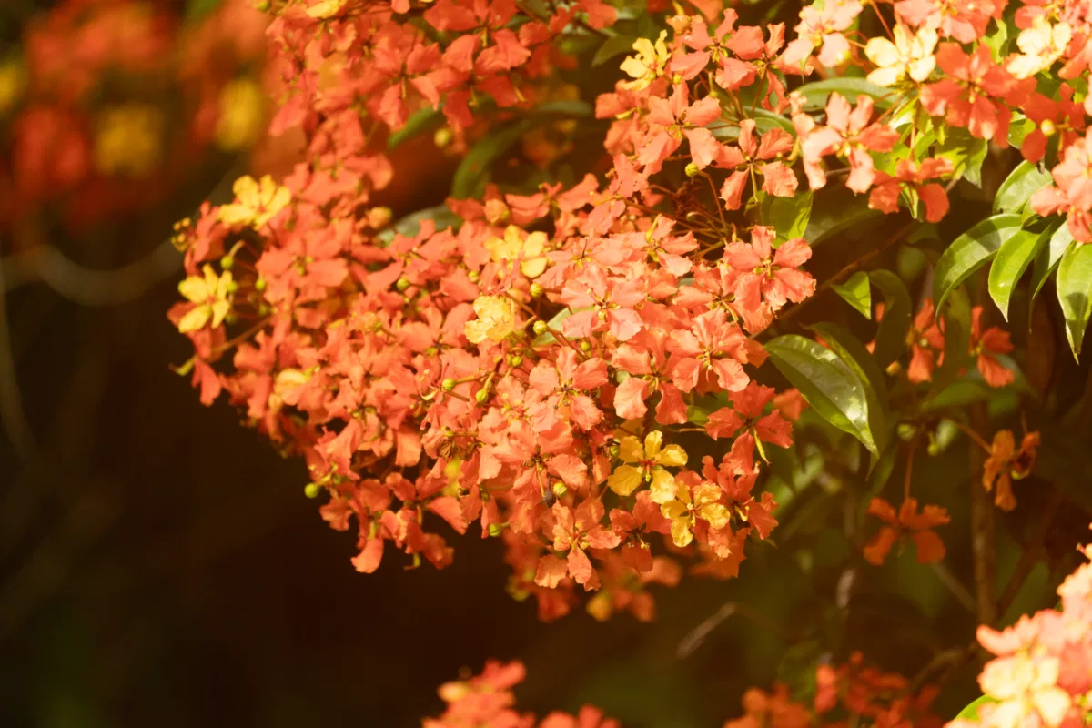 Macro photograph — Malaysia, Borneo