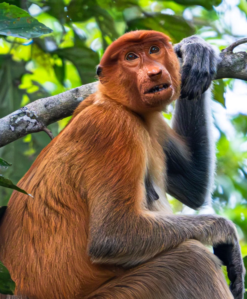 Mammals photograph — Malaysia, Borneo