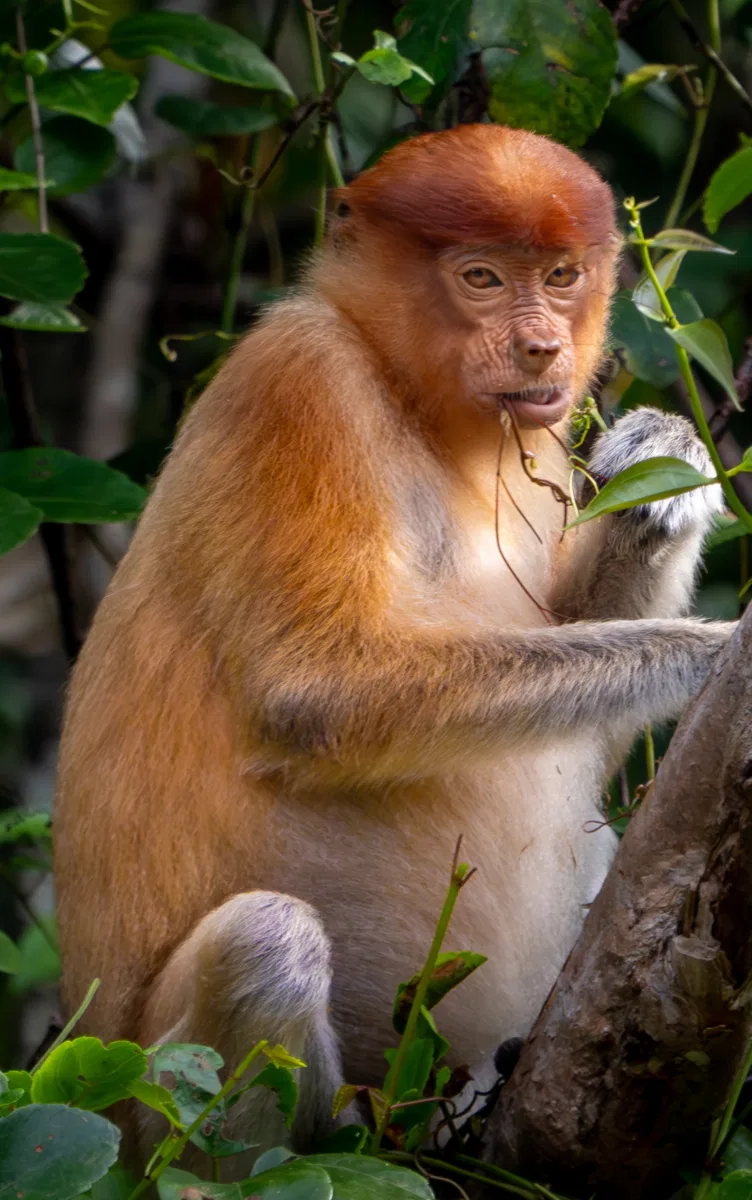 Mammals photograph — Malaysia, Borneo