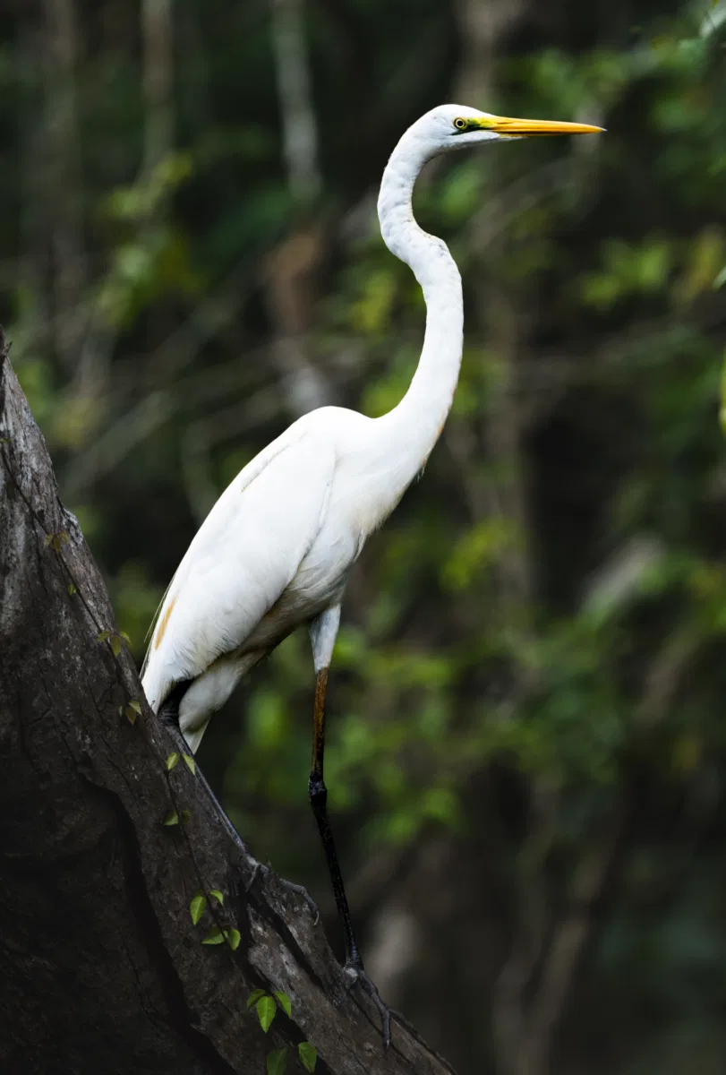 Birds photograph — Malaysia, Borneo