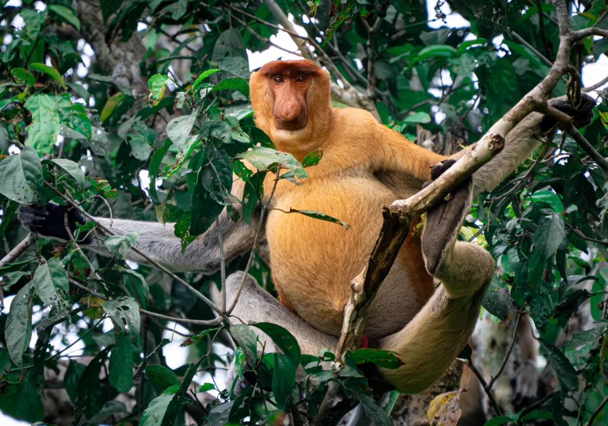 Mammals photograph — Malaysia, Borneo
