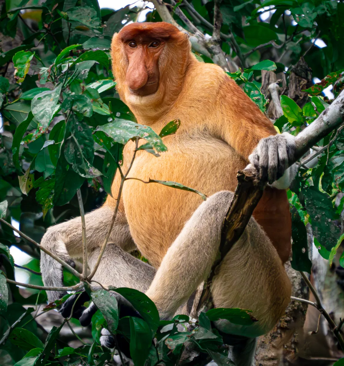 Mammals photograph — Malaysia, Borneo