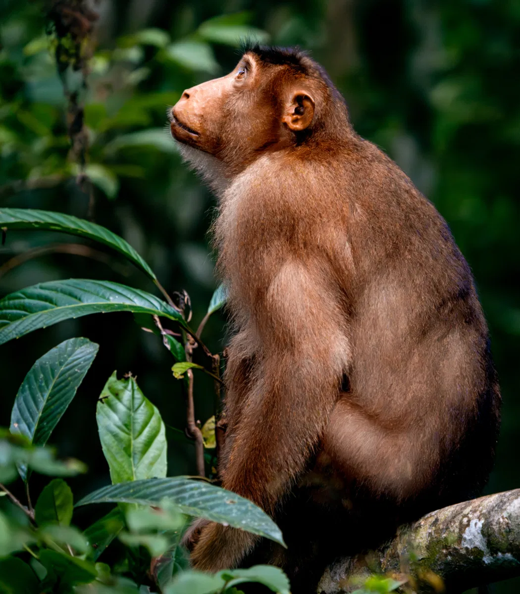Mammals photograph — Malaysia, Borneo