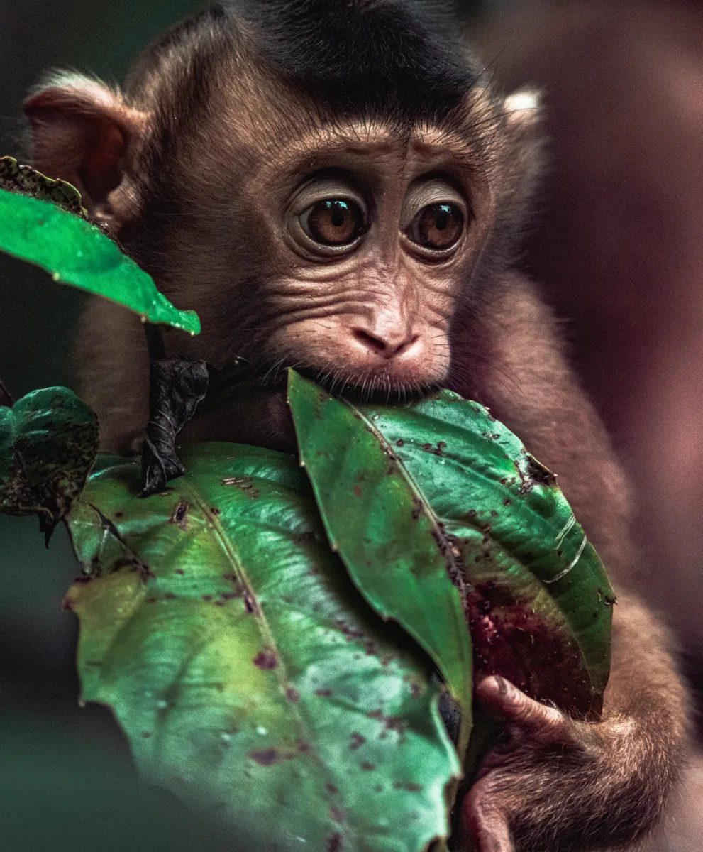 Mammals photograph — Malaysia, Borneo