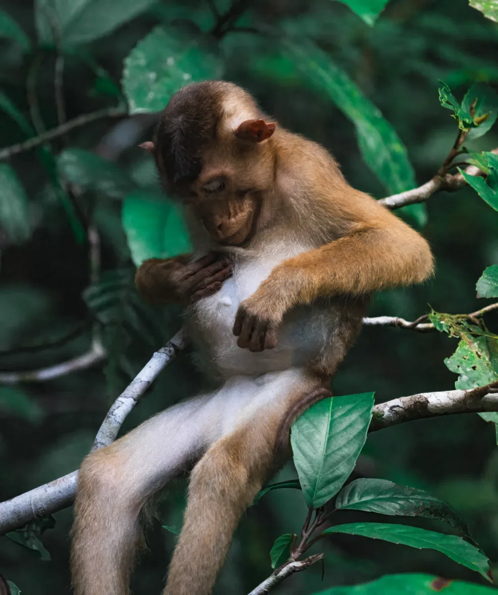 Mammals photograph — Malaysia, Borneo