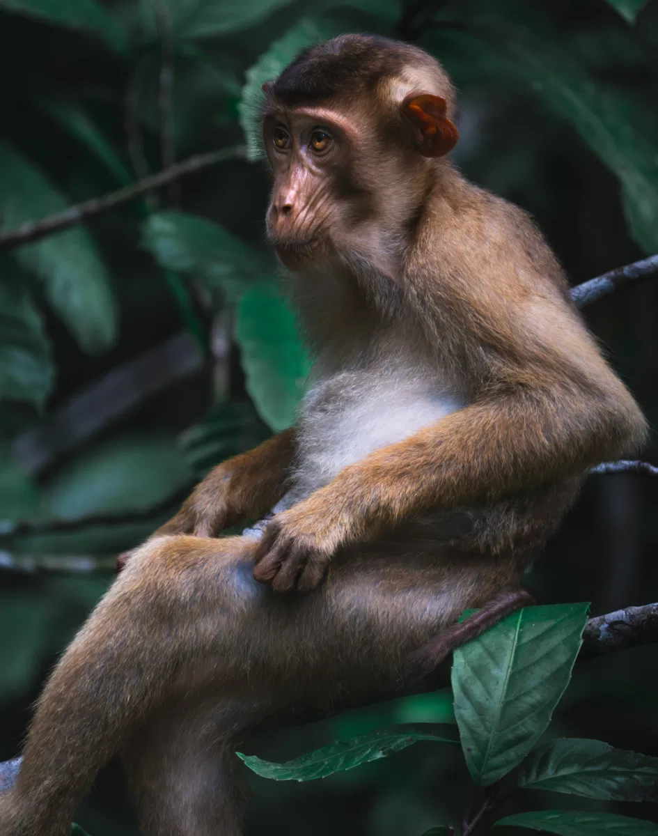 Mammals photograph — Malaysia, Borneo