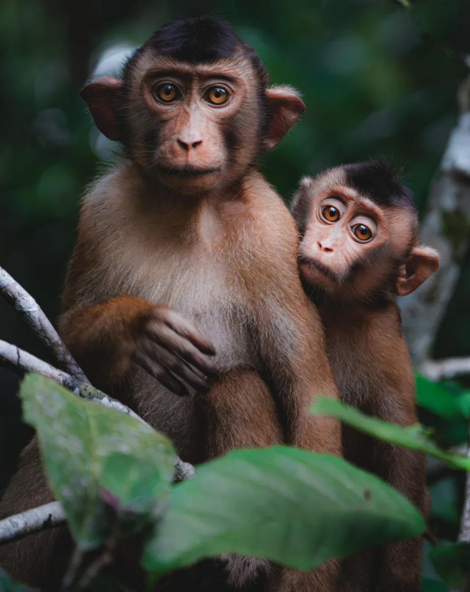Mammals photograph — Malaysia, Borneo